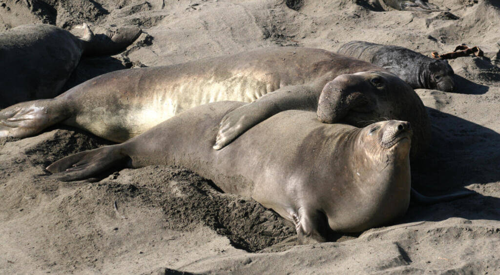 The reduction of the elephant seal's limbs helps them be more streamlined and move easily in the water