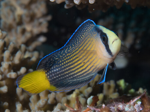 Mature dottyback Dottybacks are generally small, mostly less than 10 cm