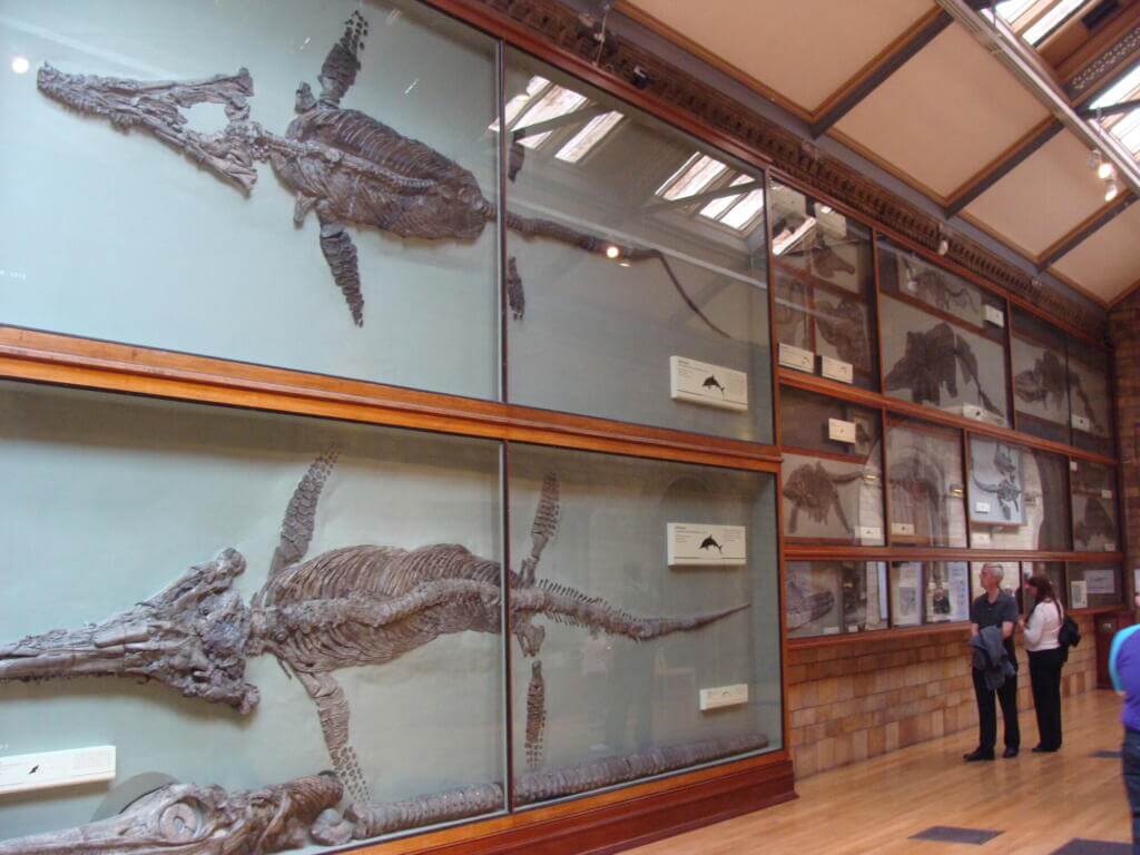Some specimens in the natural history museum of london