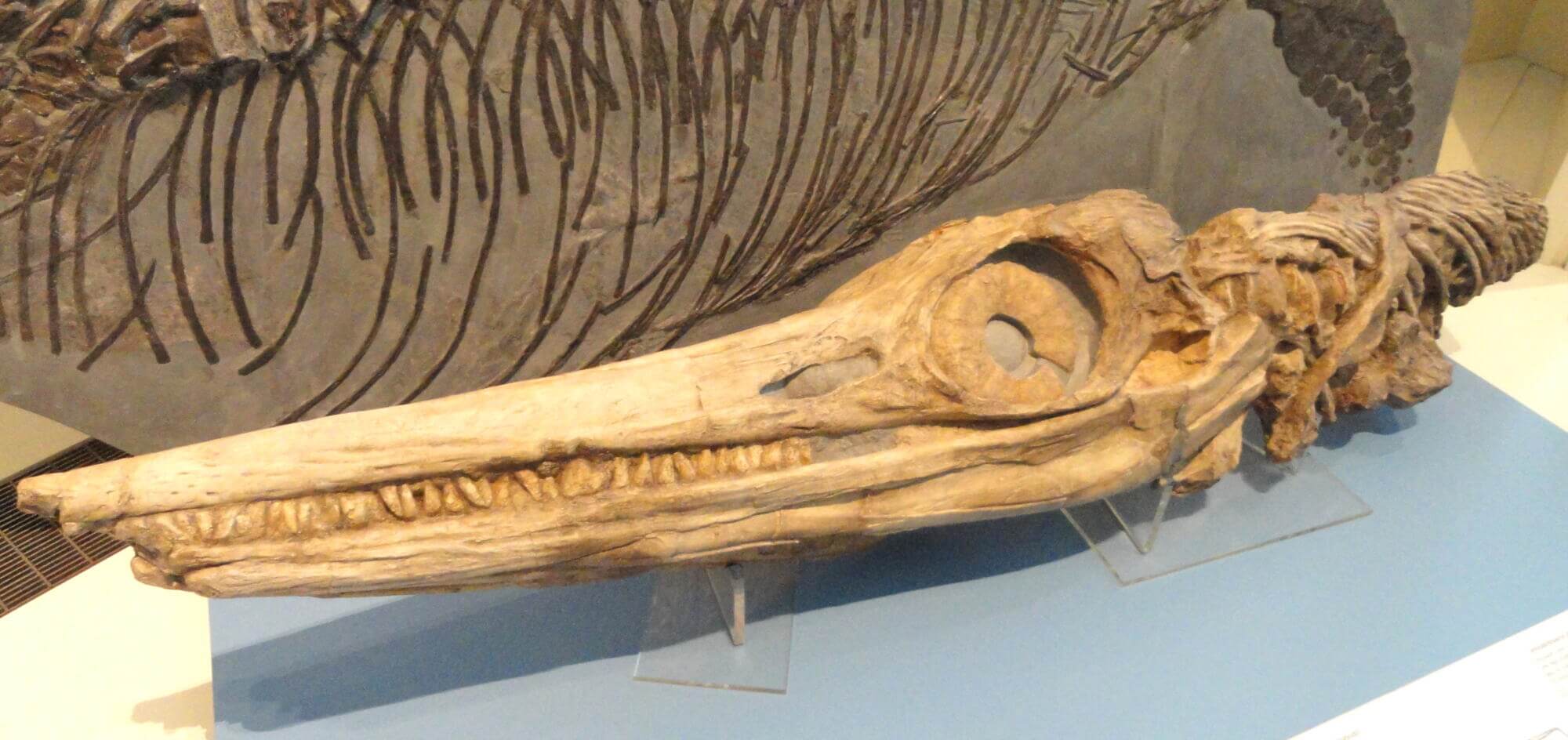 They had an elongated snout and large eye sockets.