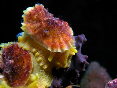 Umbrella shell 1 Found singly or in pairs burrowing under rocks, over mud and sand bottoms of coral and rocky reefs.