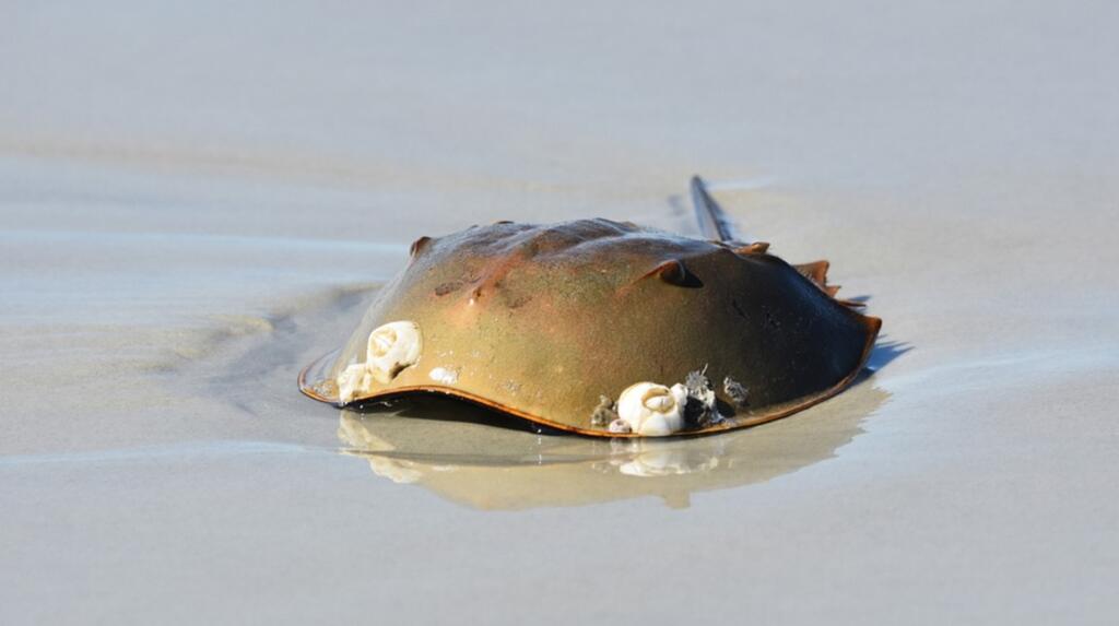 Xiphosura's horseshoe-shaped shell The exoskeleton of a horseshoe crab is often covered in small bumps and spines, serving as a natural armor against predators and environmental threats