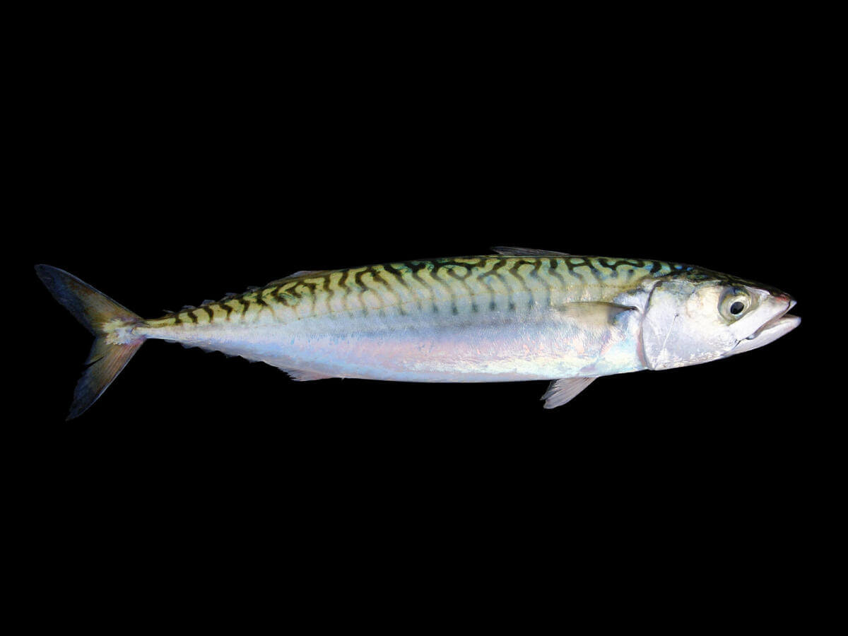 Mercel Fish Atlantic Mackerel: Diet, Habitat & Other Facts - Ocean Info