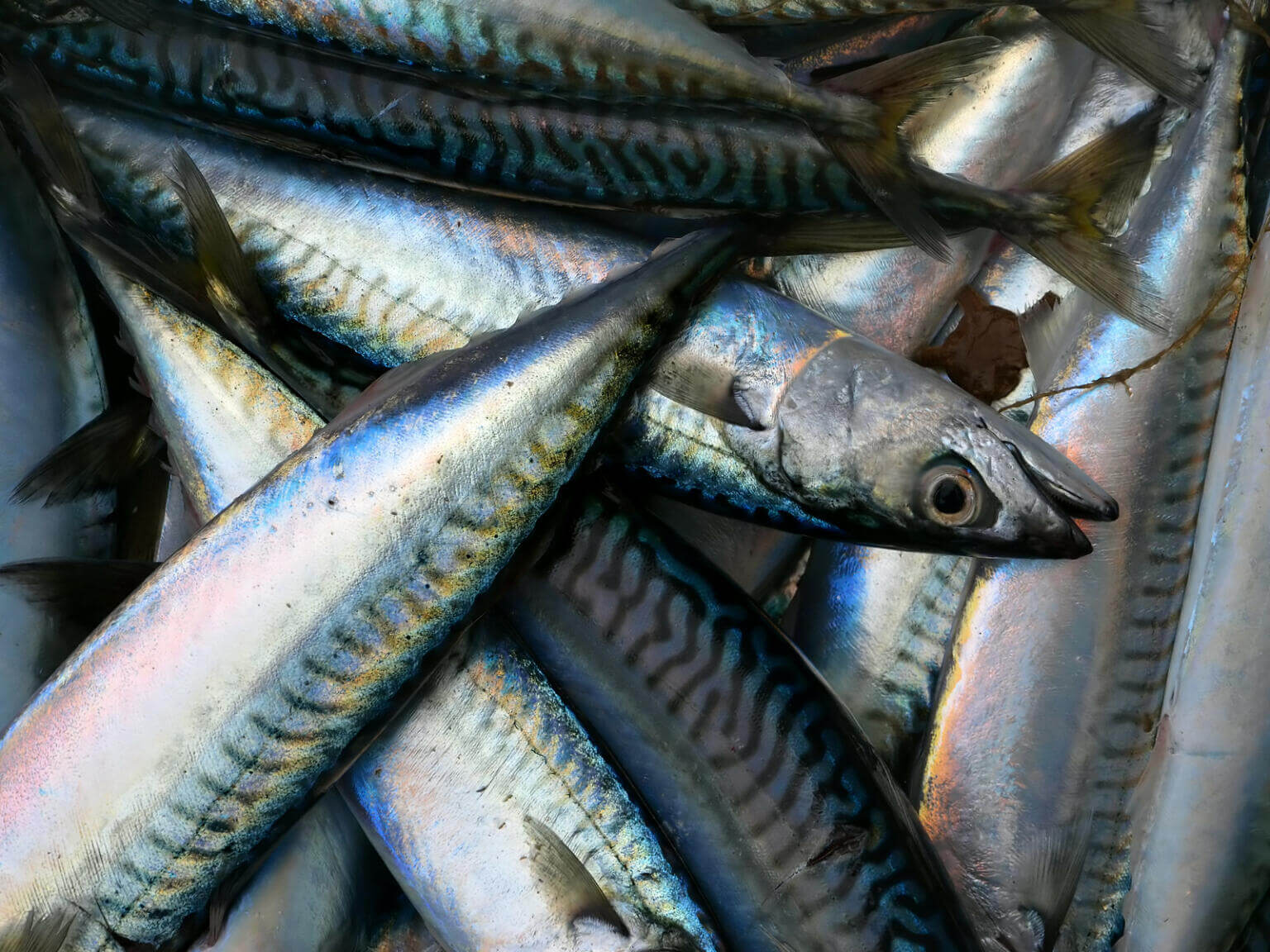 Mercel Fish Atlantic Mackerel: Quick Predators and Fast Migrators - Ocean Info