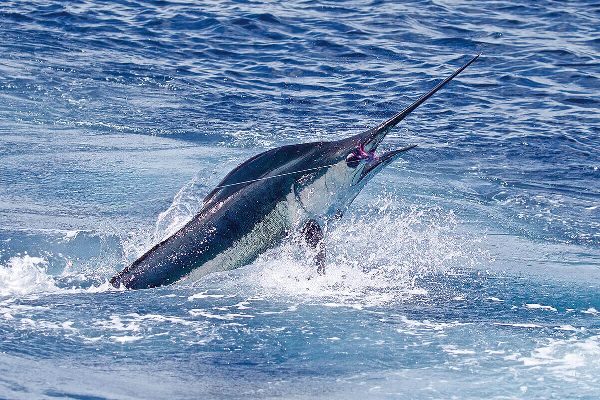 Billfish are not known to provide parental care to their young.