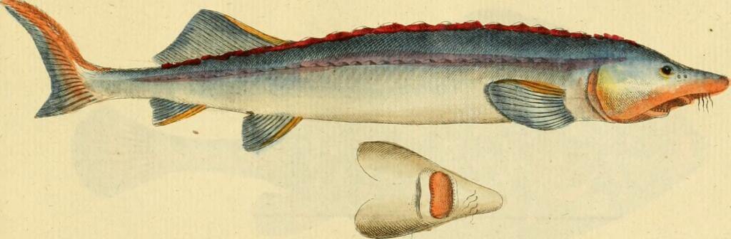 The beluga sturgeon has whisker-like barbels under the snout that are used as sensory detectors