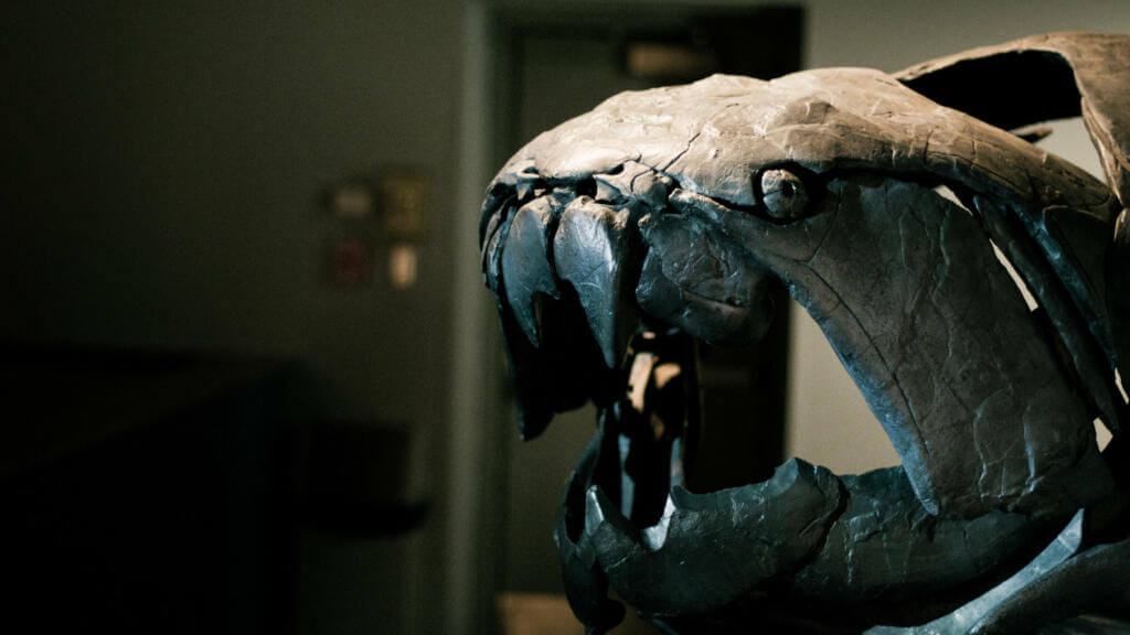 Dunkleosteous skull and jaw formation Despite being an apex predator of its time, Dunkleosteus is thought to have engaged in cannibalism