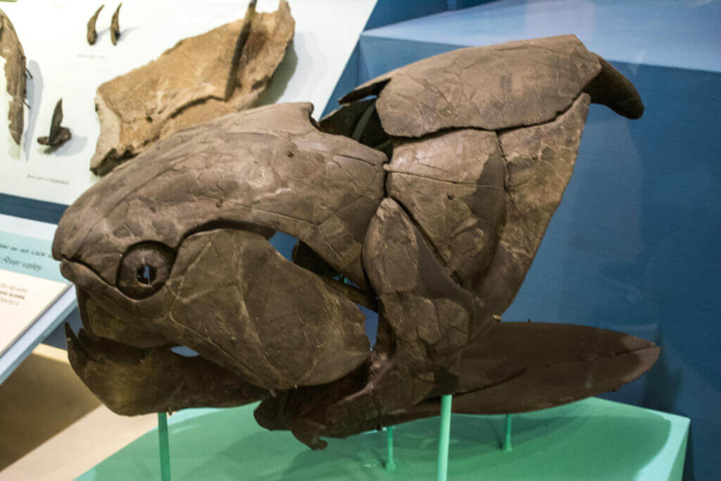 Dunkleosteus 1 Studies on the lower jaws of juveniles of d. Terrelli reveal they were proportionally as robust as adults.