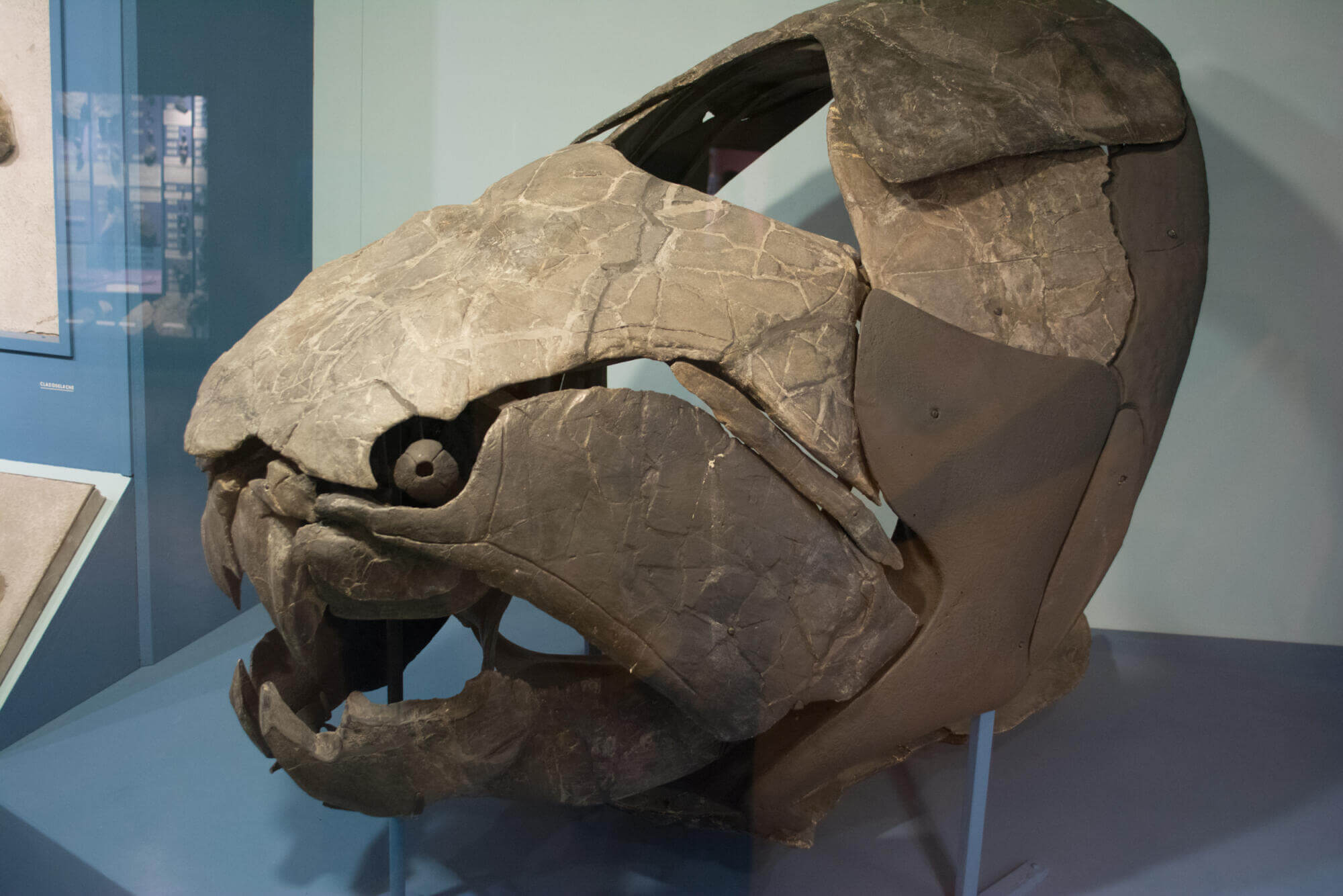 Dunkleosteus skull was noted for its hard bone and unique jaw formation