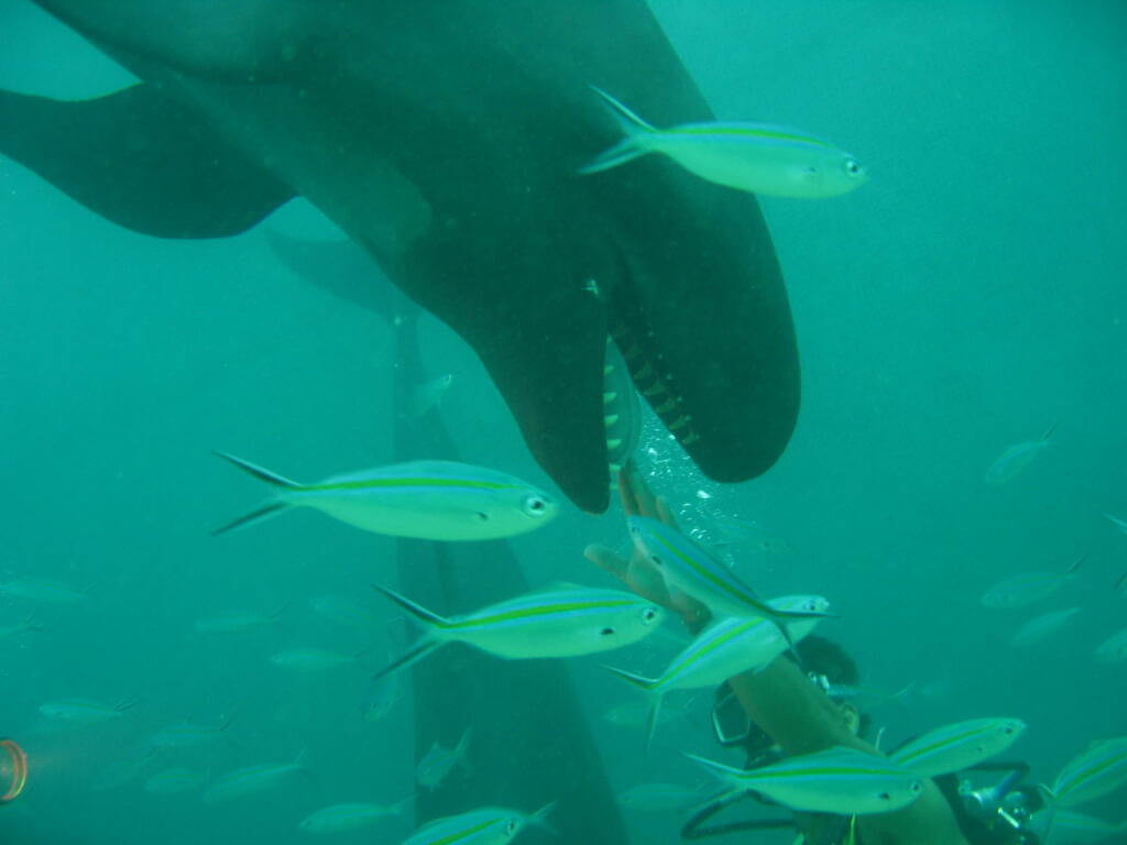 Friendly false killer whale interacting with a scuba diver False killer whales exhibit playful behaviors, such as leaping and flipping out of the water