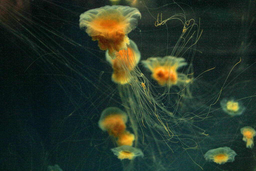 Group of lion's mane jellyfish floating The bell of lion's mane jellyfish is separated into 8 noticeable segments by 8 divots with other indentations
