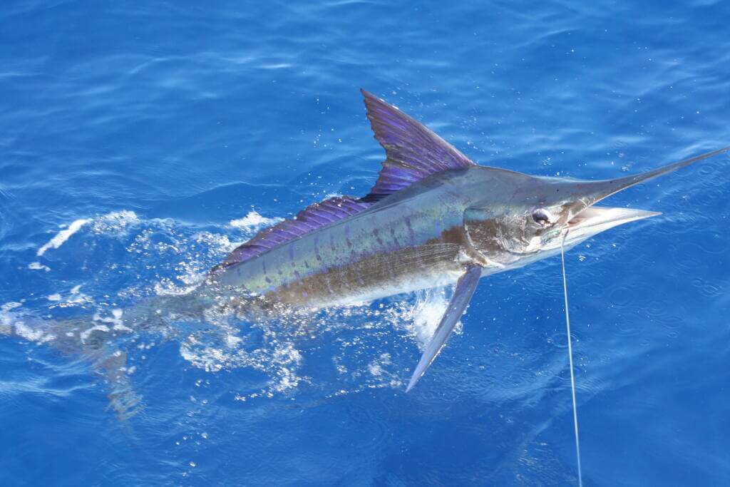 One of the biggest threats to billfish species is overfishing