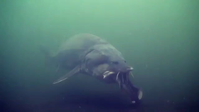 Beluga sturgeons hunt pelagic fish species while cruising in intermediate-depth ranges