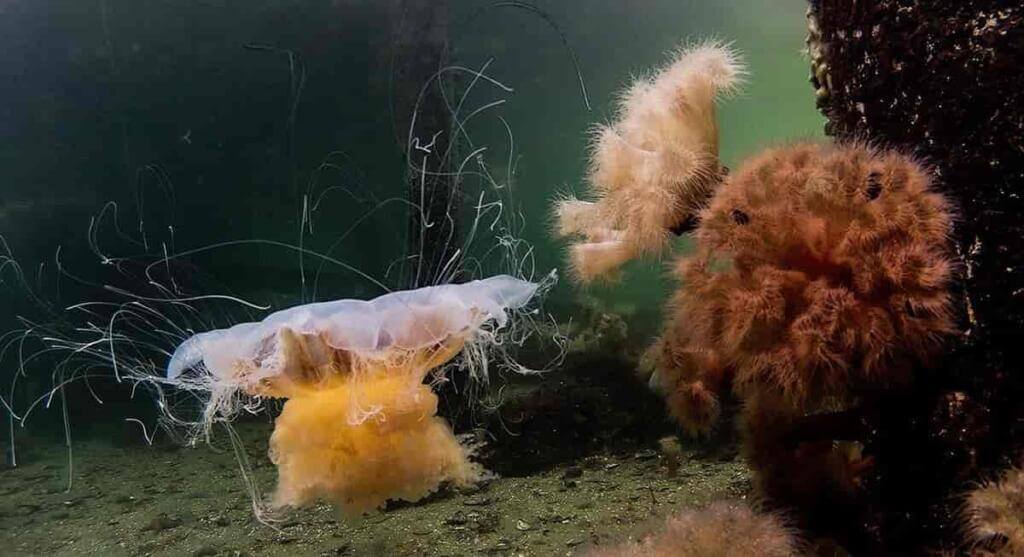 Lions mane jellyfish floating near the ocean floor Lion's mane jellyfish prefer deeper water but rarely live below 66ft
