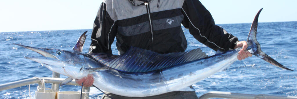 Shortbill also possess a very short bill extending from their upper jaw.