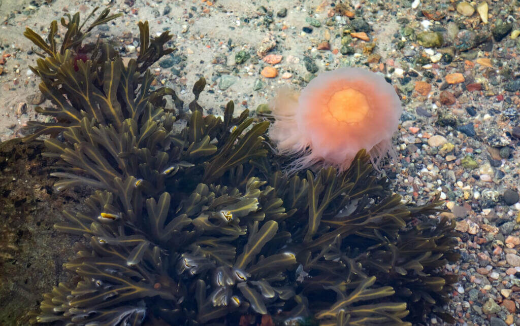 Young lion's mane jellyfish Lion's mane jellyfish thrive in temperatures that are colder than 68°f