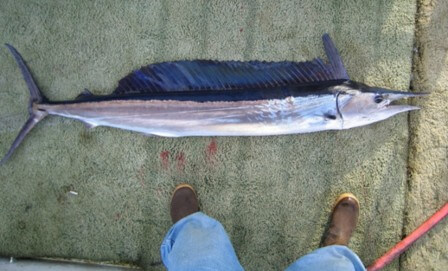 The hebi fish is a highly valued game fish and a valuable commercial species.