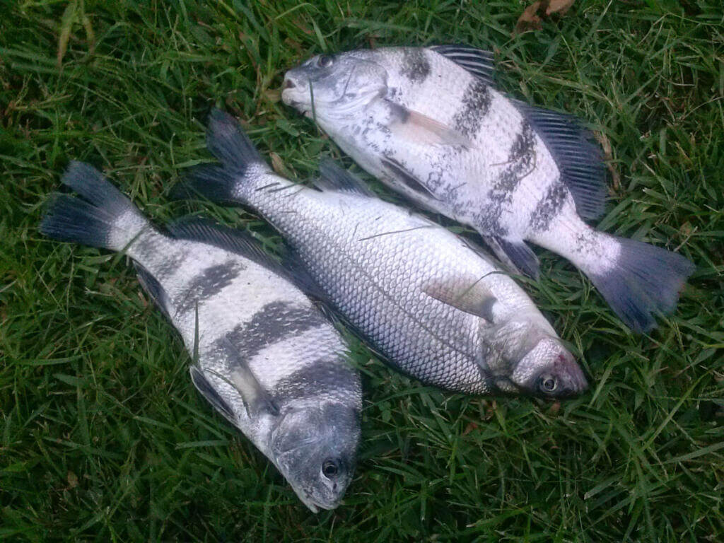 Black drum are capable of producing tones between 100 hz and 500 hz when performing mating calls