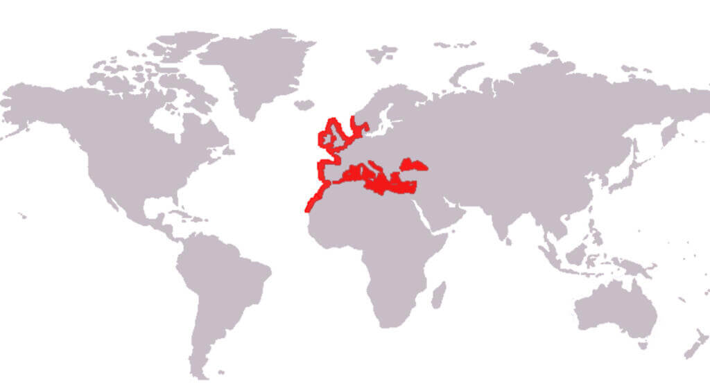 European bass distribution map European bass can be found from the coasts of norway to the black sea