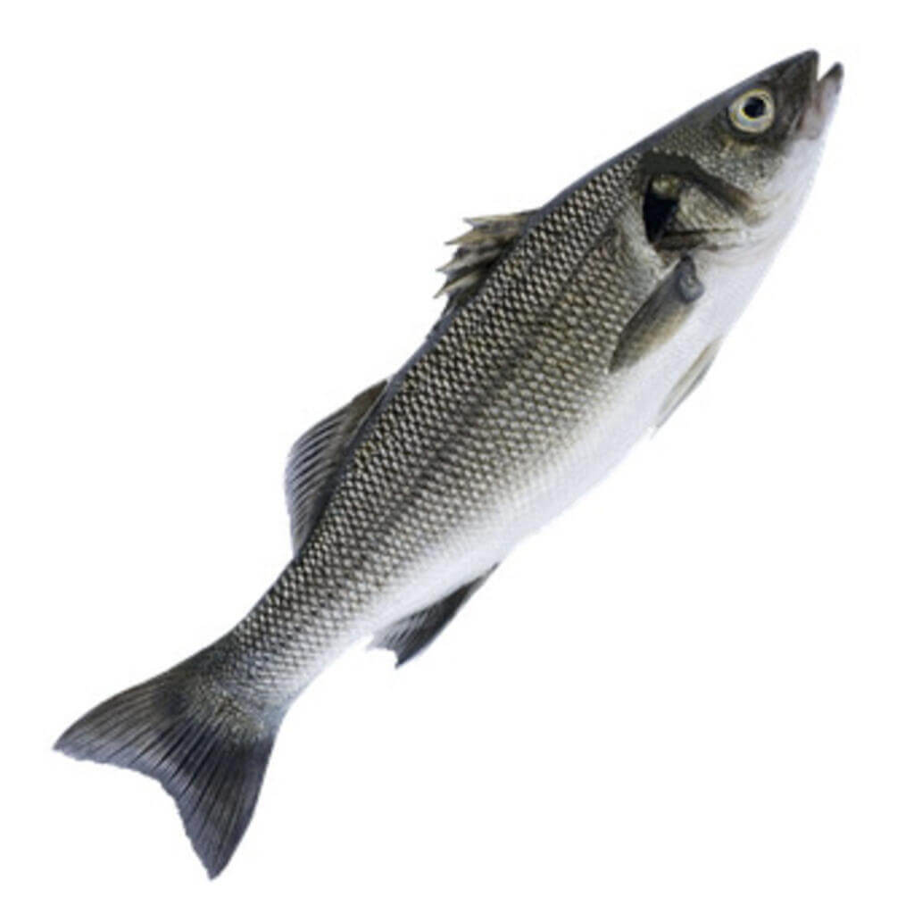 Appearance of the european bass European bass are found in the coastal waters of the mediterranean sea and the eastern atlantic ocean