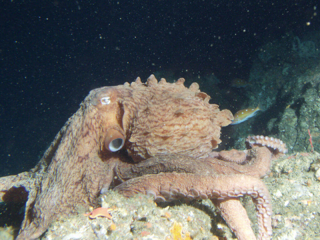 Giant pacific octopus on the sea bottom Giant pacific octopi are the largest species of octopus in the world