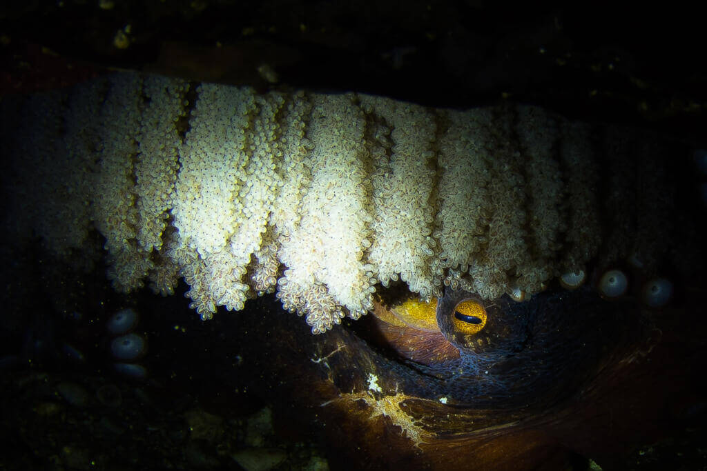 Giant pacific octopi spawning Giant pacific octopi spawn in the late fall or early winter