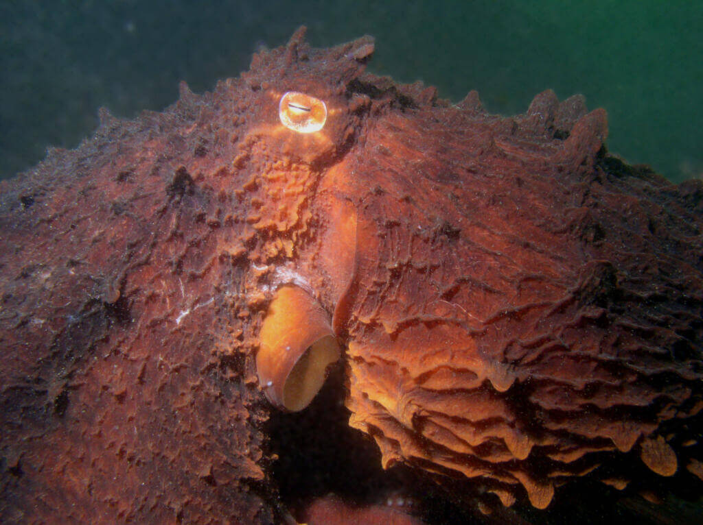 Close-up of giant pacific octopi Giant pacific octopi live in dens created in rocky crevices or under large boulders