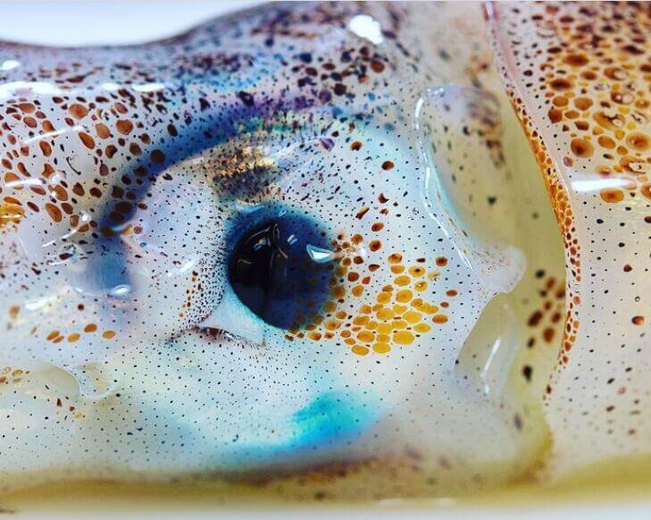 The eye of a short-fin squid.