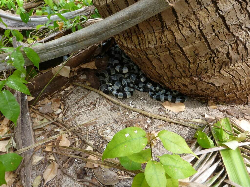 Males prefer to mate with larger females because they produce larger and more offspring