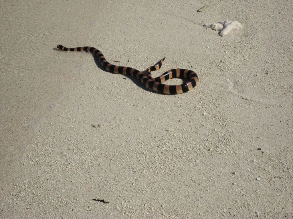 The yellow-lipped sea krait is widespread throughout the eastern indian ocean and western pacific