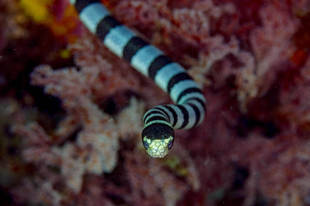The head of a yellow-lipped sea krait is black, with lateral nostrils