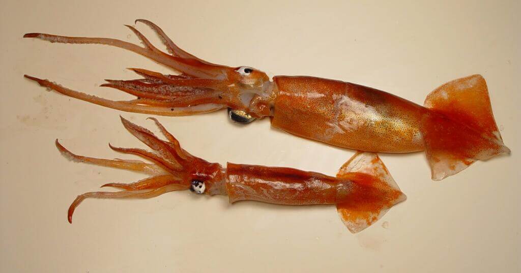 The argentine shortfin squid can grow up to 2. 5kg and has a reddish-brown or pinkish color