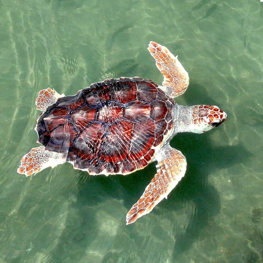 Loggerhead sea turtles are easily identified by their reddish-brown shell
