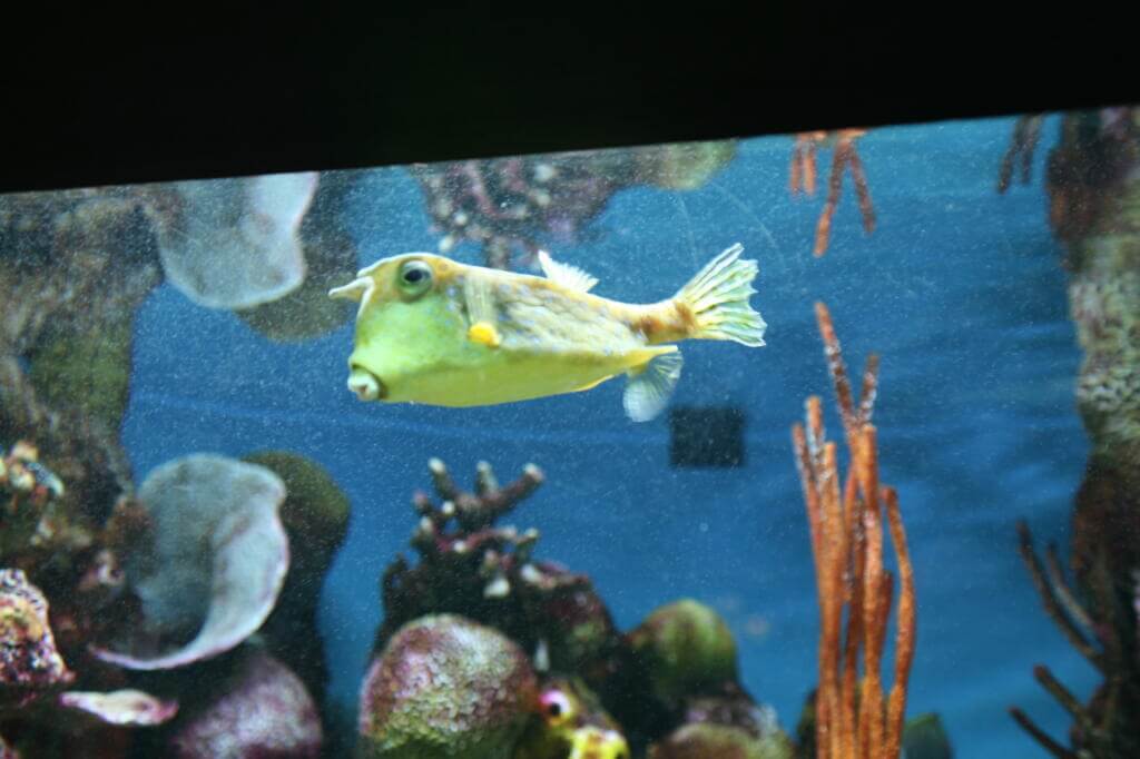 Long Horned Cowfish in aquarium Longhorn Cowfish are sometimes kept in large home aquariums or public aquarium displays