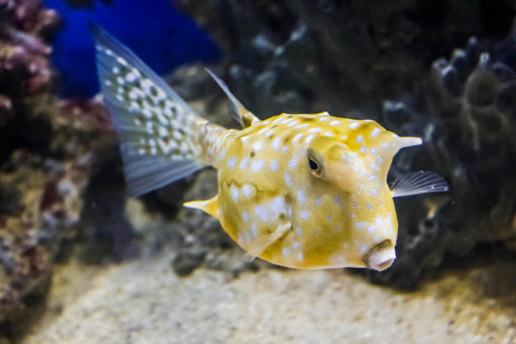 Long horned cowfish underwater Longhorn cowfish prefer to lead independent lives rather than forming schools or shoals