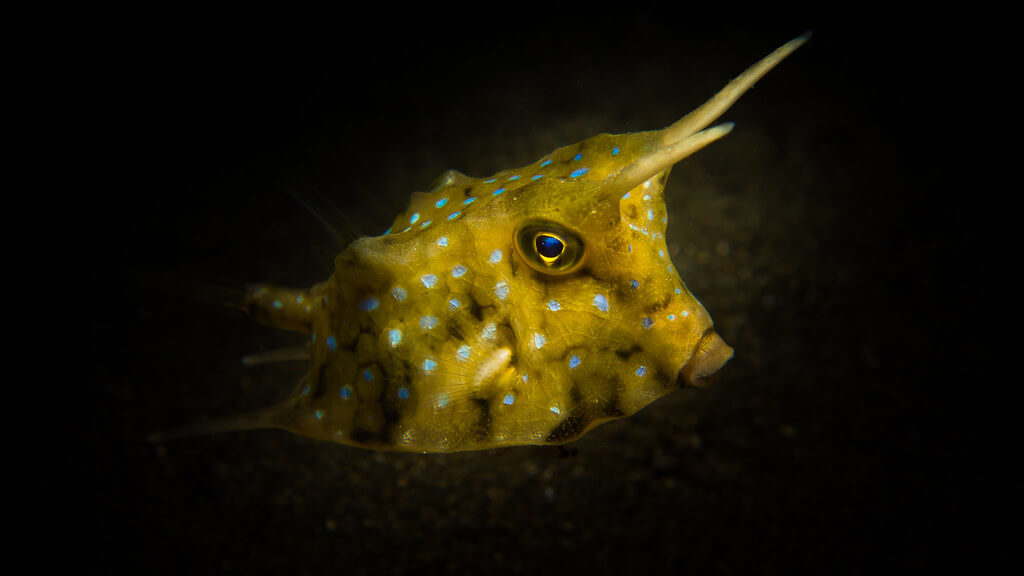 Longhorn cowfish 1 The longhorn cowfish is preyed on by larger fish like albacore and big eye tuna