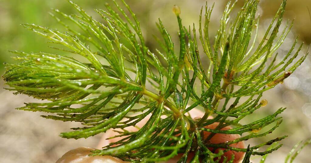Coontail leaves are grouped in whorls of five or more on the stem and can reach lengths of one and two inches