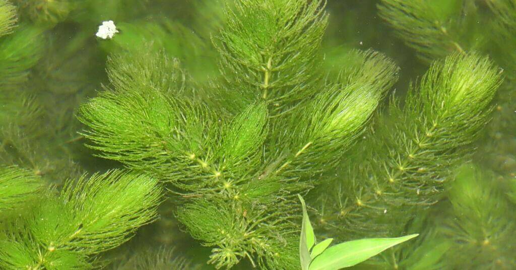 Submerged parts of these plants provide homes for numerous micro and macro invertebrates