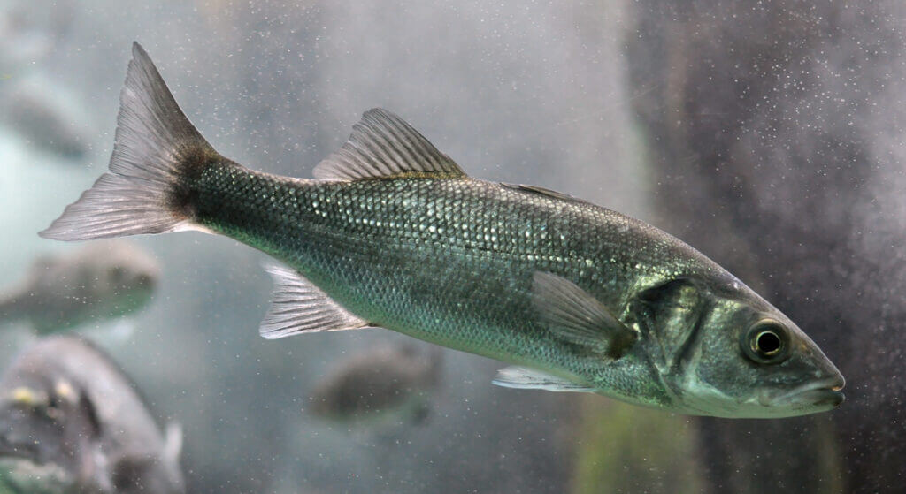 Juvenile european bass The skin of the european bass is rich in collagen, a protein that supports skin health and elasticity in humans.
