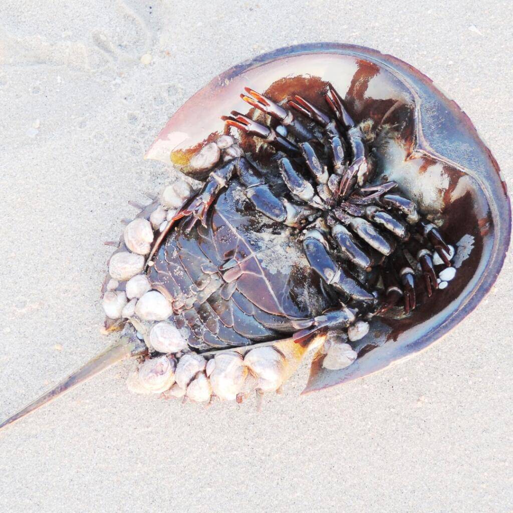 Xiphosura (a. K. A horseshoe crab) 2 The atlantic horseshoe crab has blue blood because it is copper-based