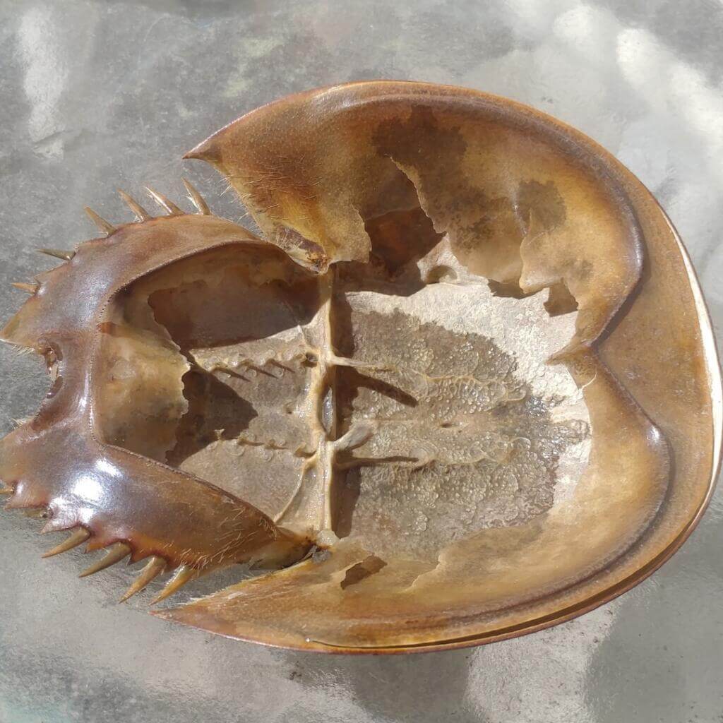 Xiphosura (a. K. A horseshoe crab) 1 A horshoe crabs molt 17 times before maturity