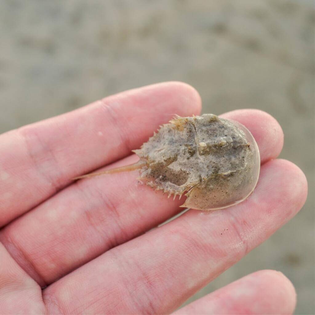 Xiphosura (a. K. A horseshoe crab) 3 Juvenile horseshoe crabs start life their life on land