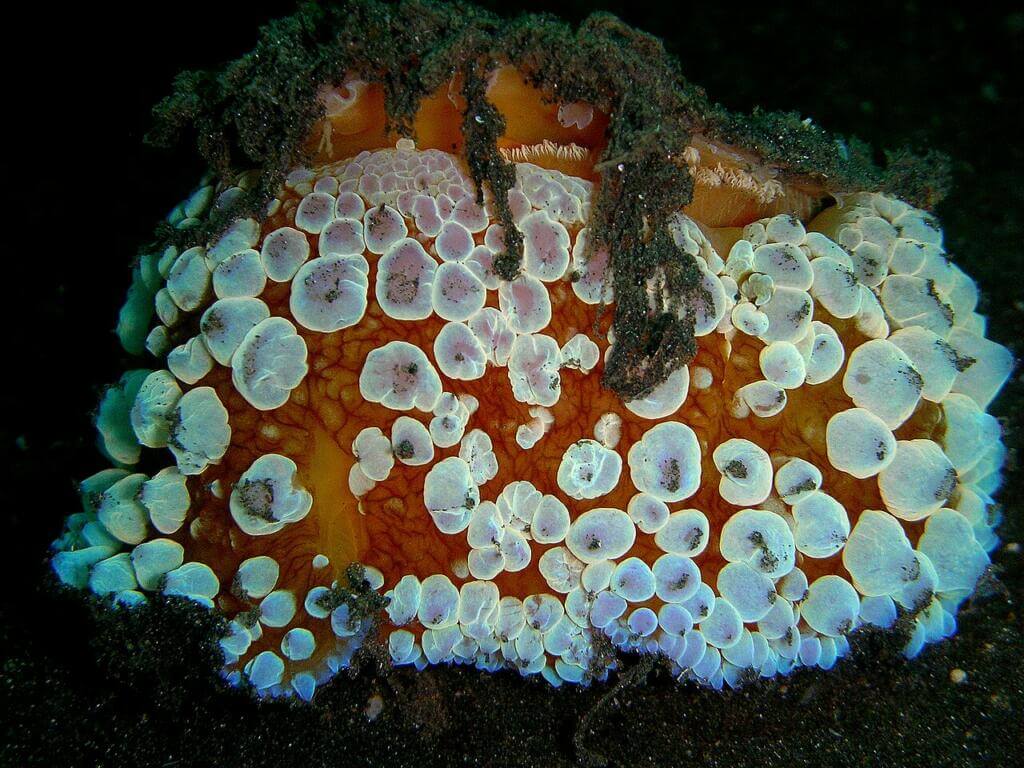 Umbrella shell 2 The radula is broad and is armed with many small teeth