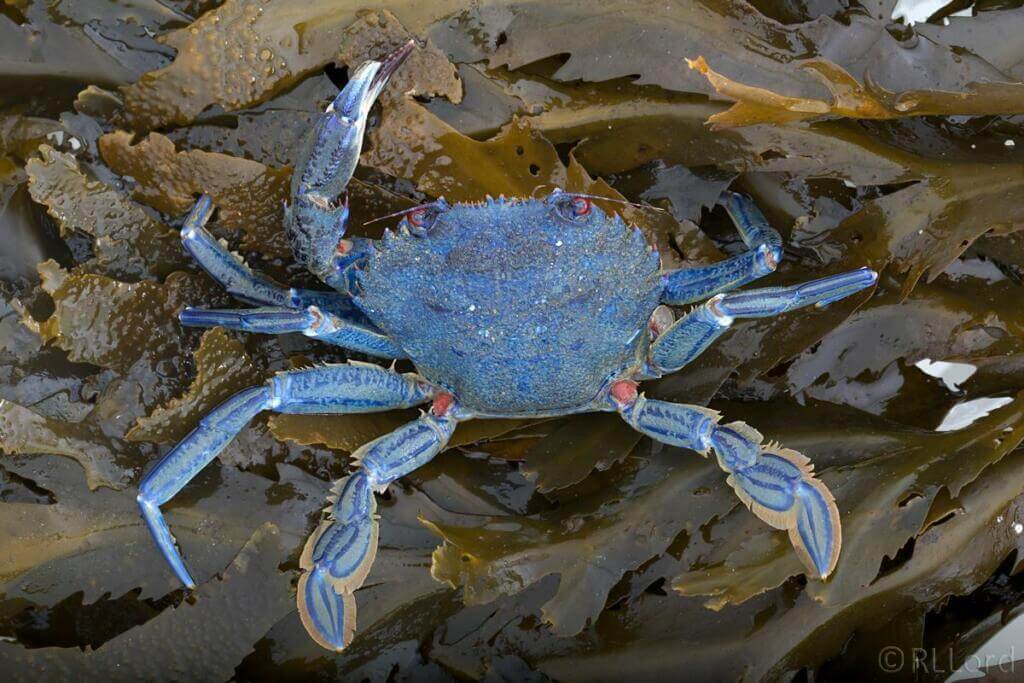 Female velvet crabs carry fertilized eggs all the time to protect them from predators.