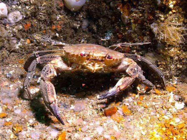 Velvet crabs have distinguished red eyes.