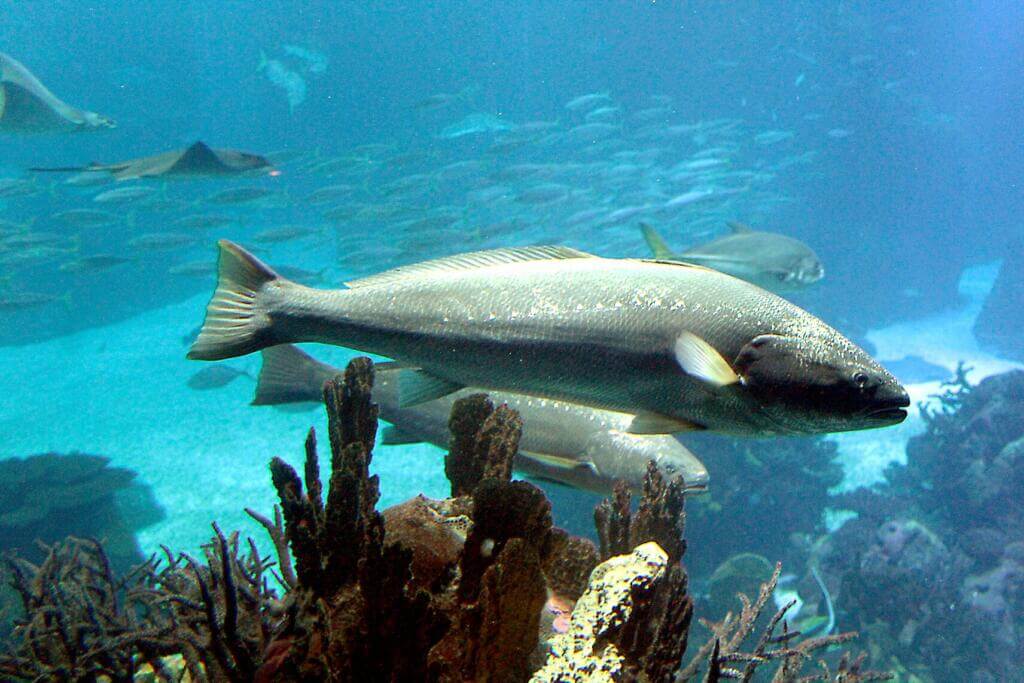 These fishes use their sensitive lateral lines to detect vibrations and navigate their surroundings.