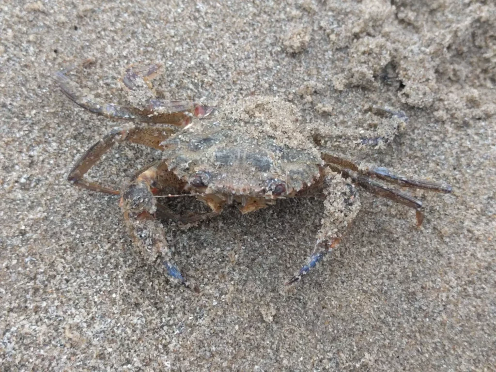 The shell color is normally blue but the crab is usually covered in a fine brown 'hair' which gives it an olive-green color