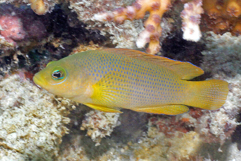 Brown dottyback Brown dottybacks have pear-shaped eyes and canine teeth