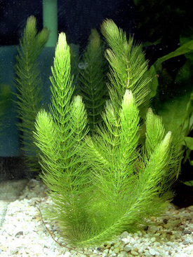 Coontail is a submerged, free-floating aquatic plant, native to all continents except antarctica