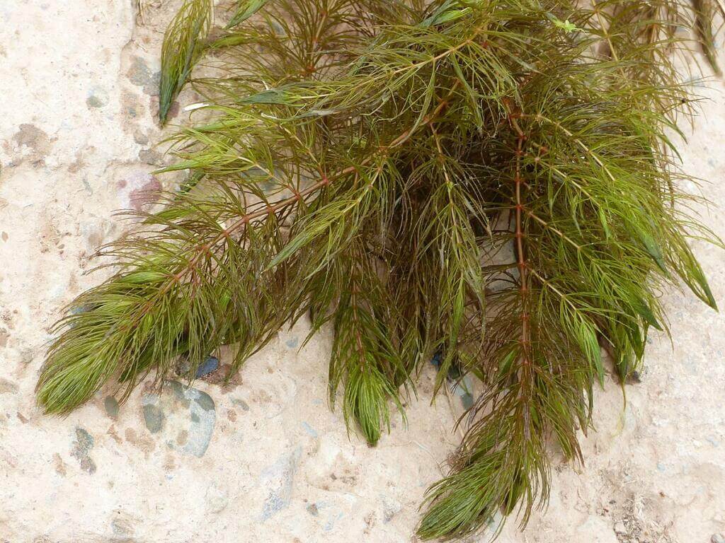 The leaves are produced in whorls of six to twelve, forked into two to eight thread-like segments edged with spiny teeth